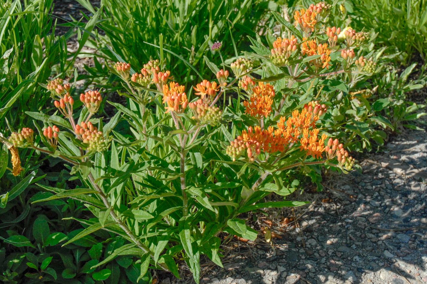 Butterfly Weed